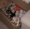 /album/fotogaleria/a6ts11-jpg/