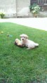 /album/buddy/buddy001-jpg/