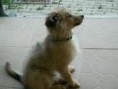/album/toby/pict1222-jpg/