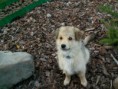/album/toby/pict1230-jpg/