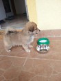 /album/toby/toby-01-jpg/